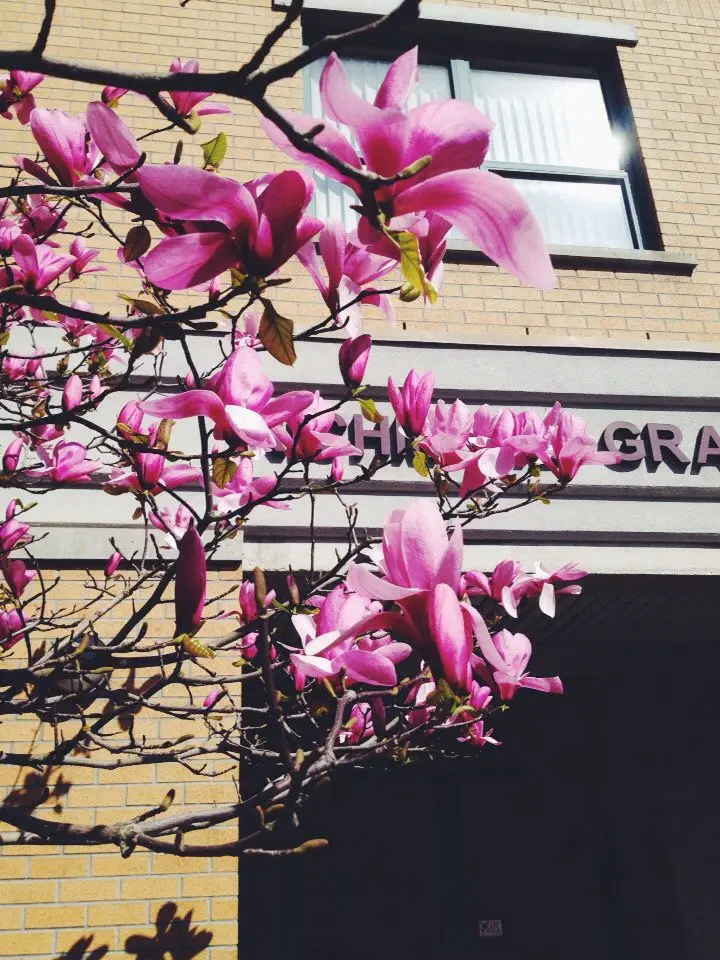 Cherry blossom in Richmond, Canada