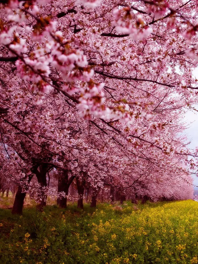 Sakura blooming