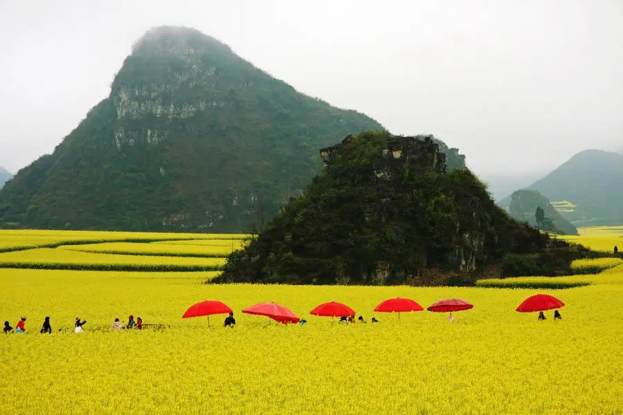 Flowering rape in China