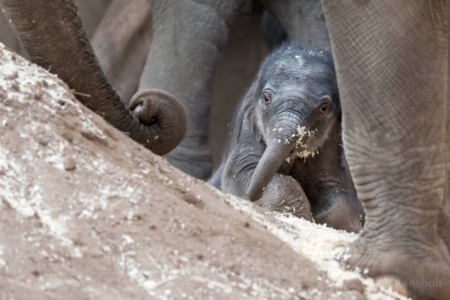 Newborn baby elephant, India