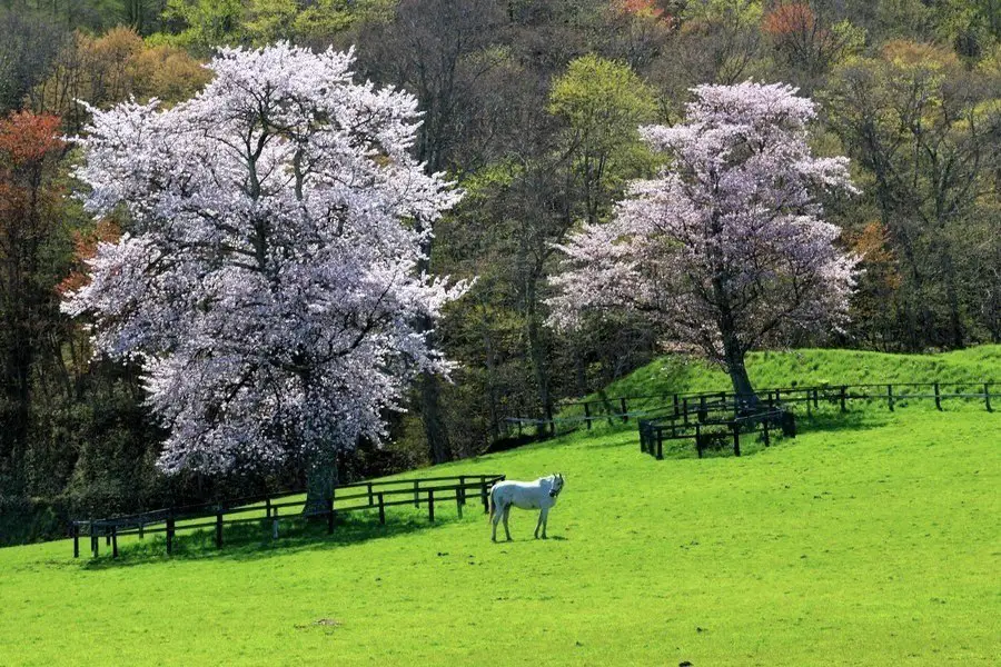 Blooming cherry blossom in Sinchidaka, Hokkaido, Japan