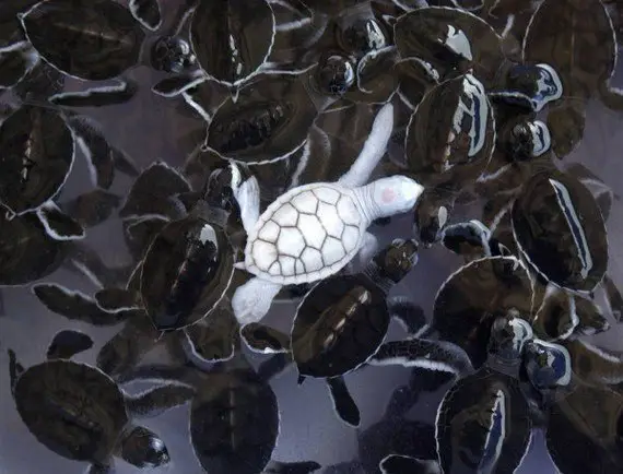 An albino tortoise born in a tortoise nursery on the island of Harm, Thailand