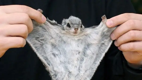 Flying squirrel