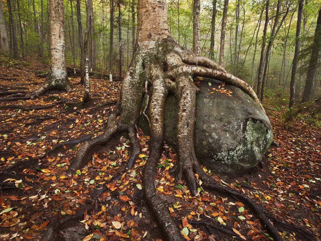 Birch on a boulder, Adirondack National Park, USA