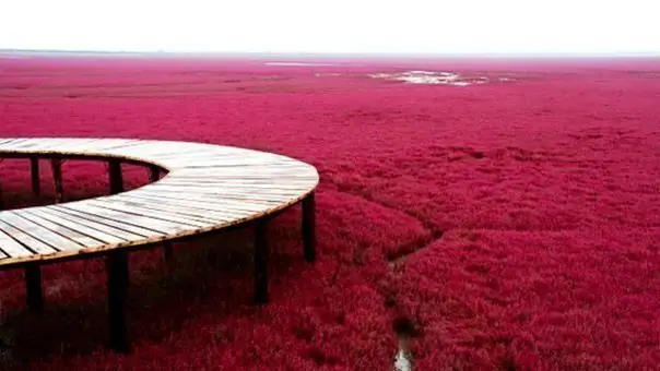 Red Beach of Panjin, China