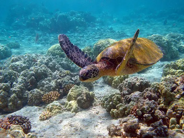 Green turtle under water, Hawaii, USA