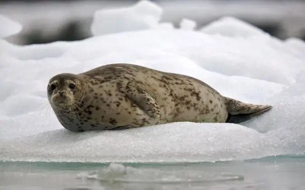 A sad seal on the coast, Norway