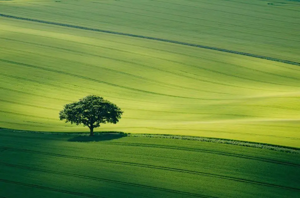 Lonely tree in the field, Great Britain