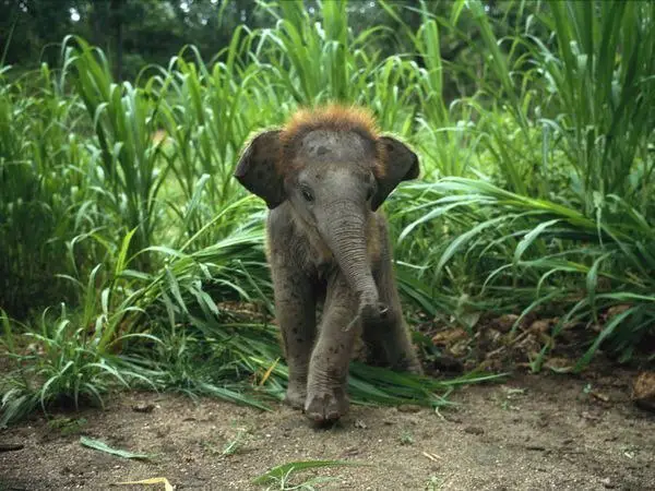 Little Elephant, India