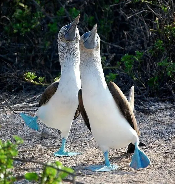 Nobody will be able to resist the grace of a blue-footed booby