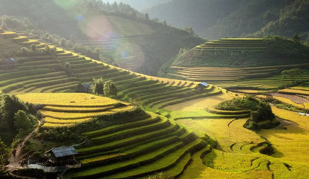Rice terraces, Vietnam