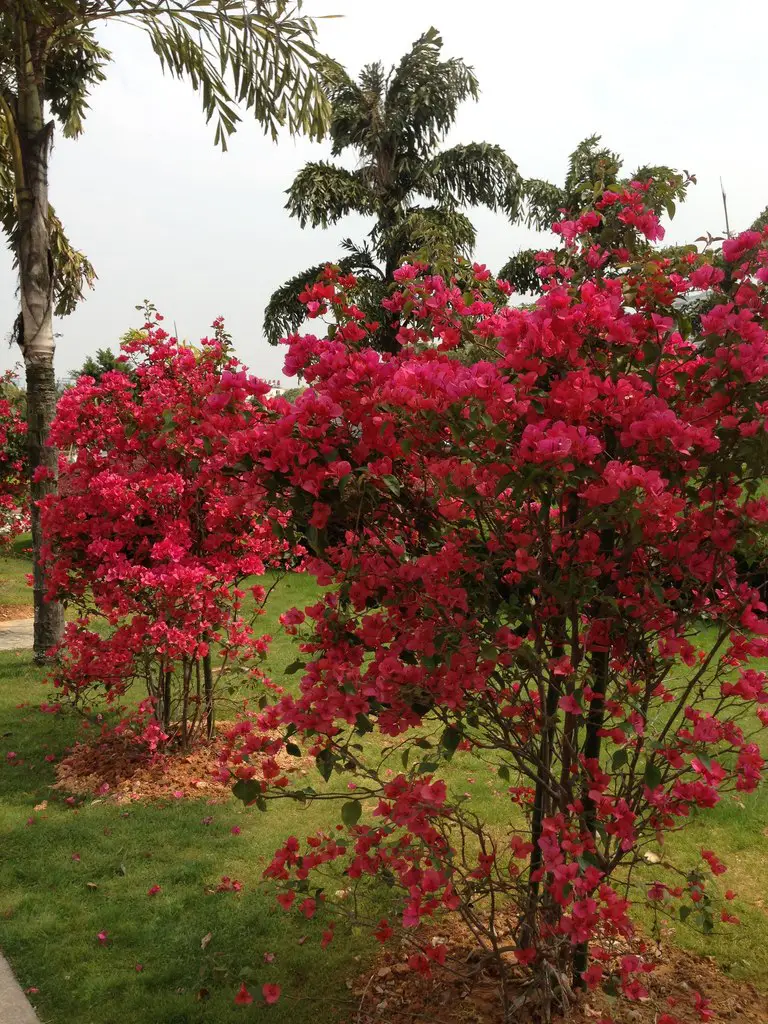 Spring in China
