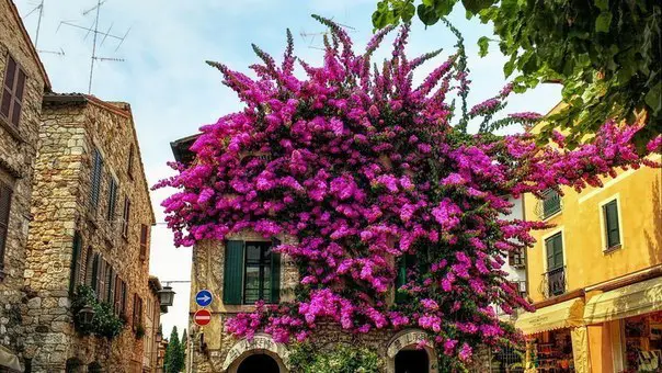 Houses in flowers in Sirmione, Italy