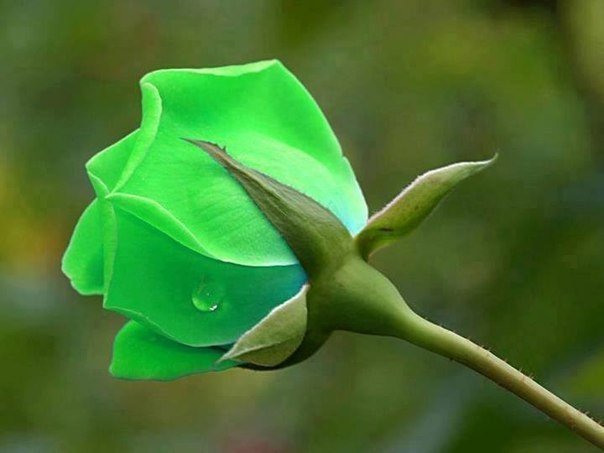 Зеленная роза