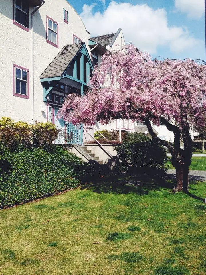 Cherry blossom in Richmond, Canada