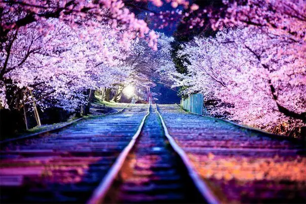 A fascinating night view of cherry blossoms, Japan
