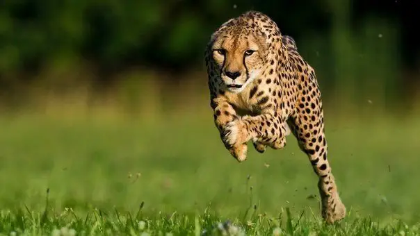 The fastest land animal is a cheetah.