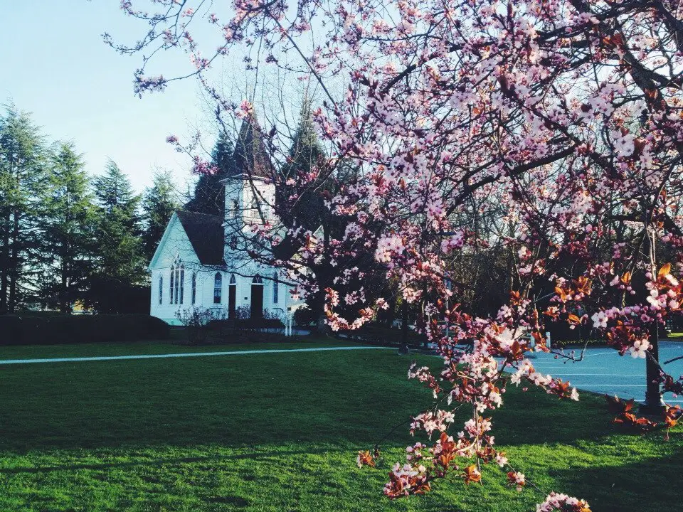 Cherry blossom in Richmond, Canada