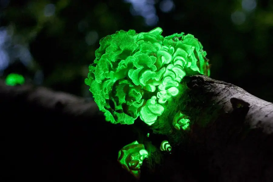 Glowing mushroom in the forest, Brazil
