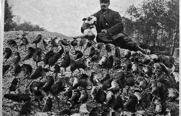 Собака, задушившая за ночь более 100 крыс, 1916 г