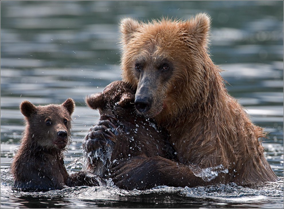 Медведица с медвежатами, Камчатка, Россия