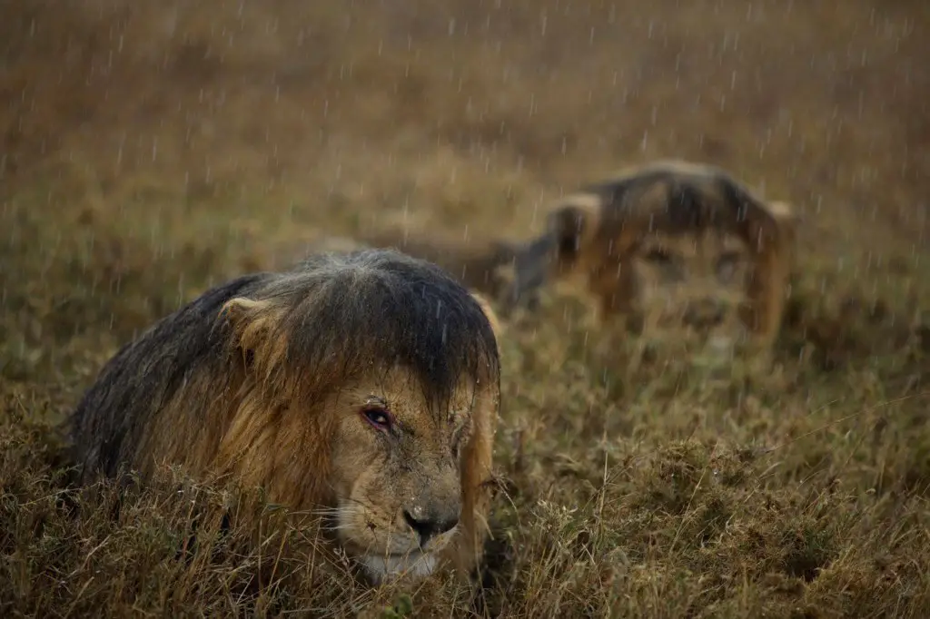 Lions in the rain, Tanzania