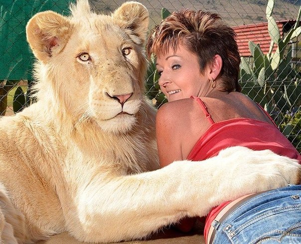 A South African resident, Anell Sneimann, as a pet is holding a 120-pound white lion