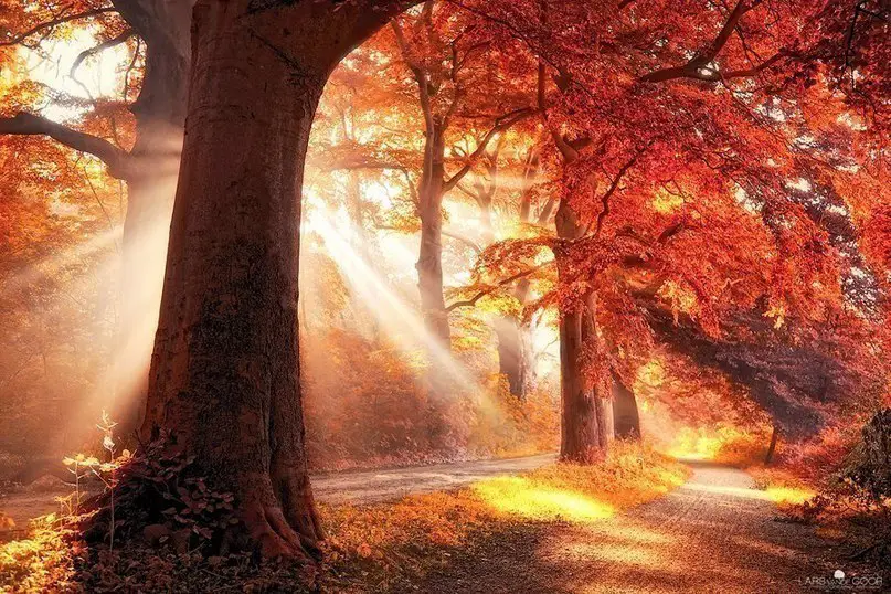 Morning Forest, Netherlands