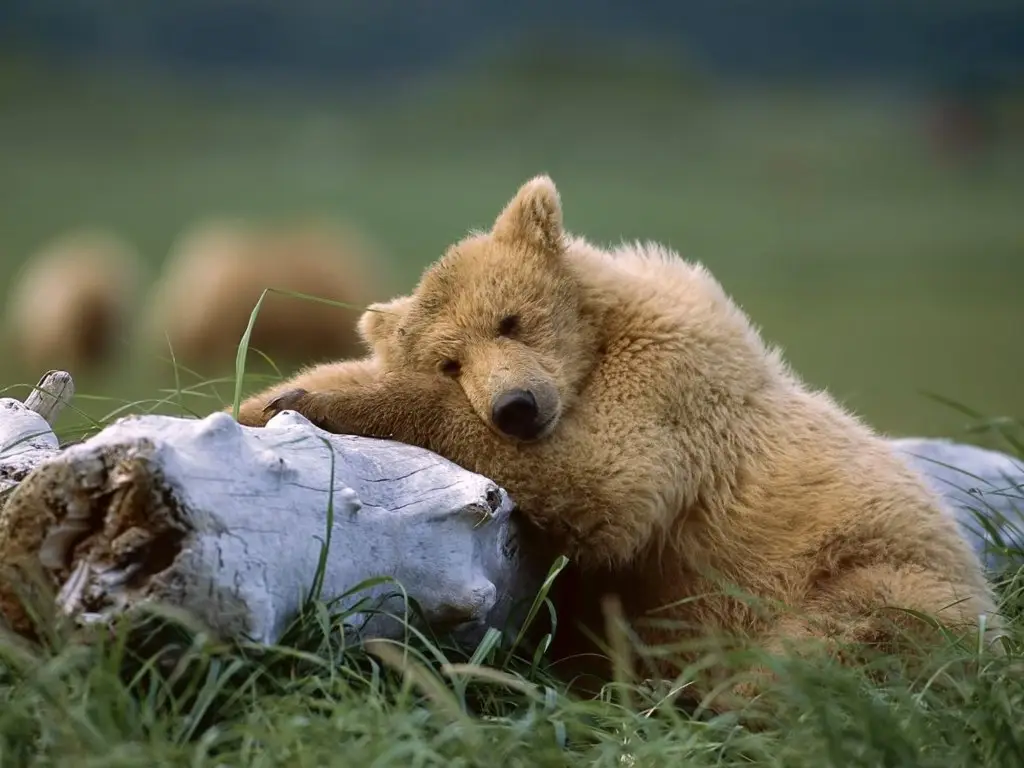 Bear-dreamer
