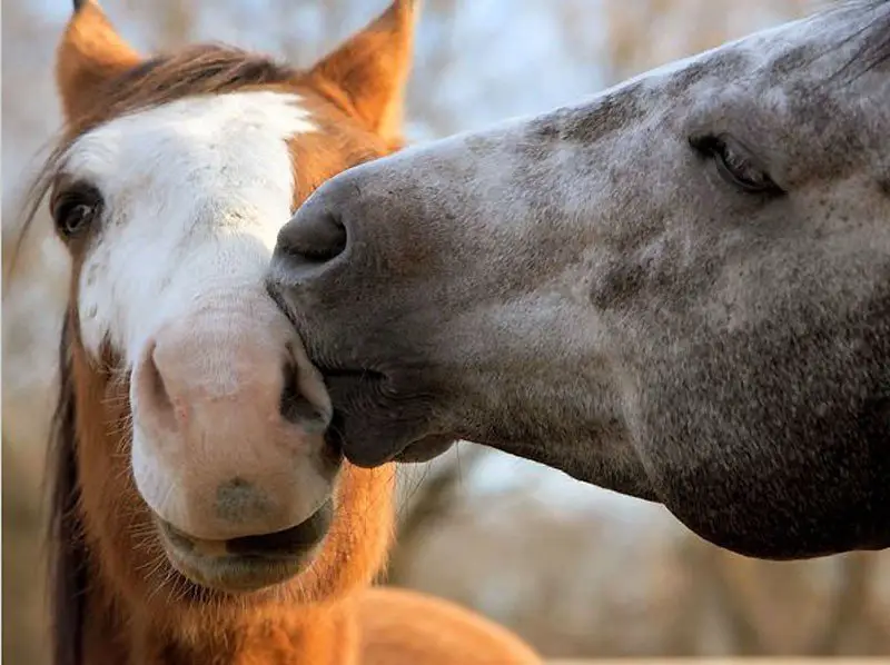 Love is in the air