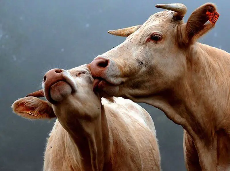 Love is in the air