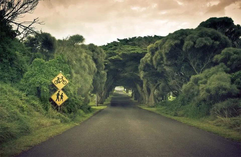 Tunnel from trees in Australia