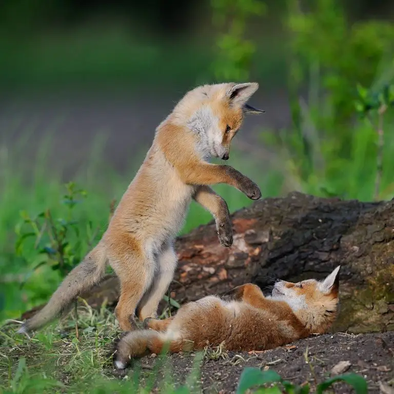 Playful foxes