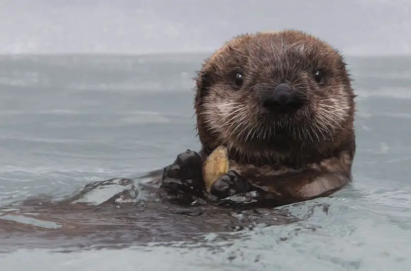 The most funny otters photos