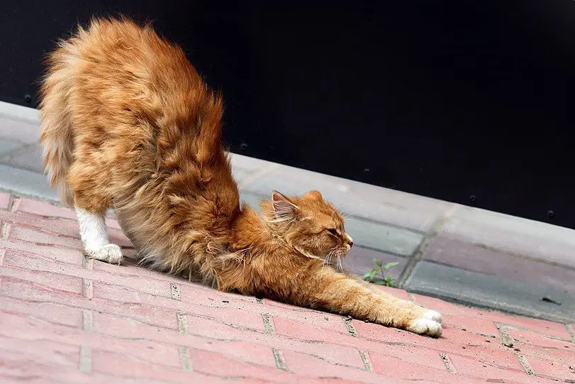 Кошачьи потягушки