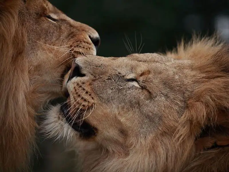Love is in the air