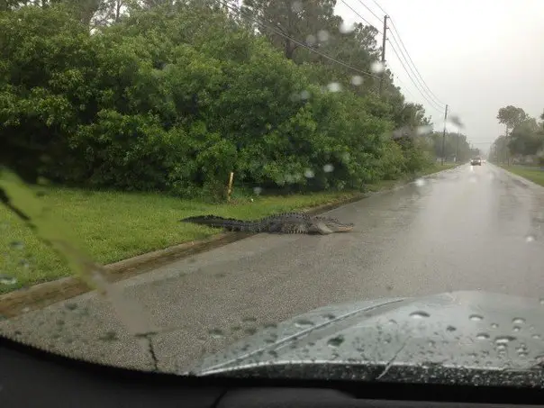 In Florida, not only cats run across the road to drivers