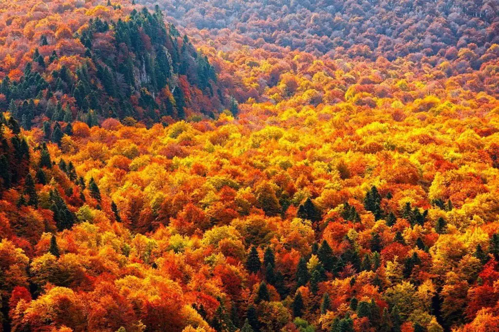 Autumn forest in the Balkan Mountains, Bulgaria