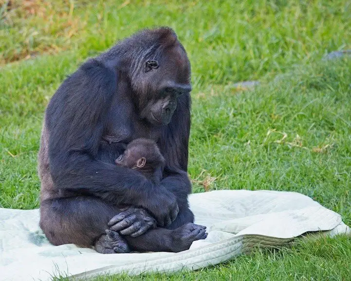 The soul-warming pictures of a gorilla grandmother and her little grandson
