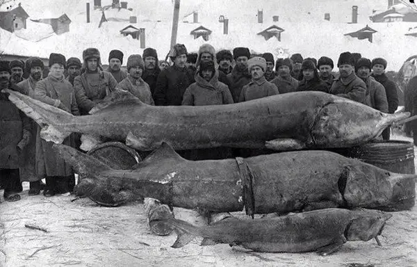 Here such a fish was caught in the Volga River in 1924