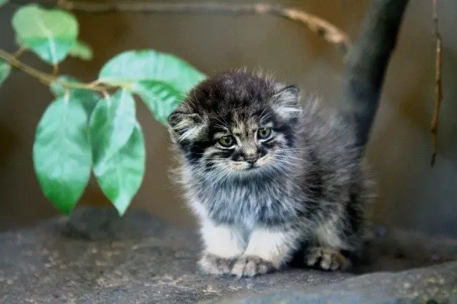 Дикий кот манул