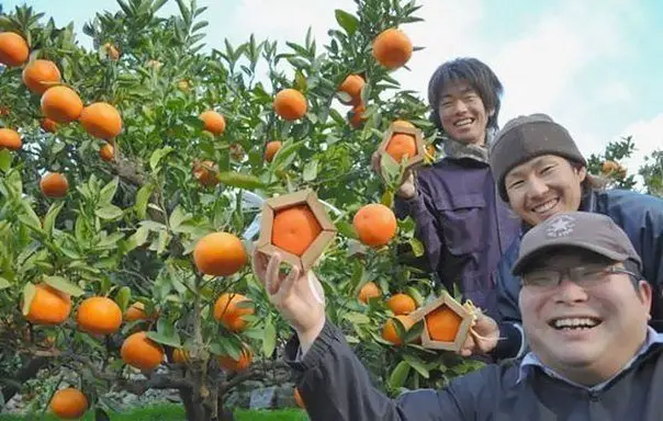 Pentagonal oranges from a Japanese farmer