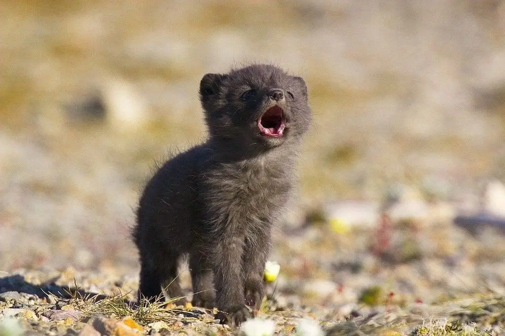 Arctic Foxes