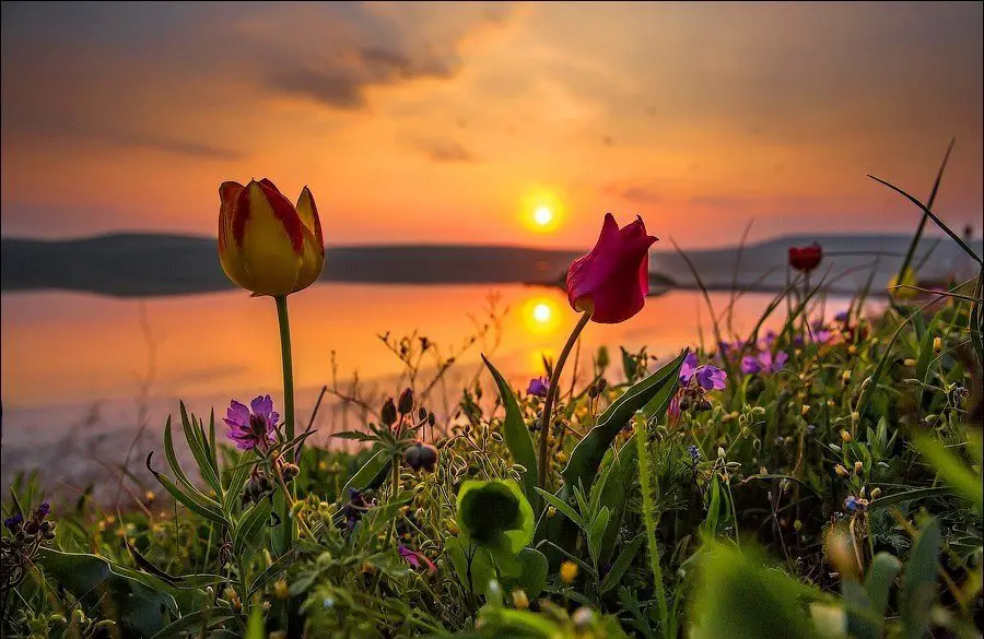 Flowering wild tulips in Crimea