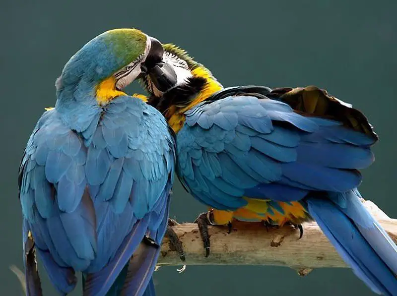 Love is in the air