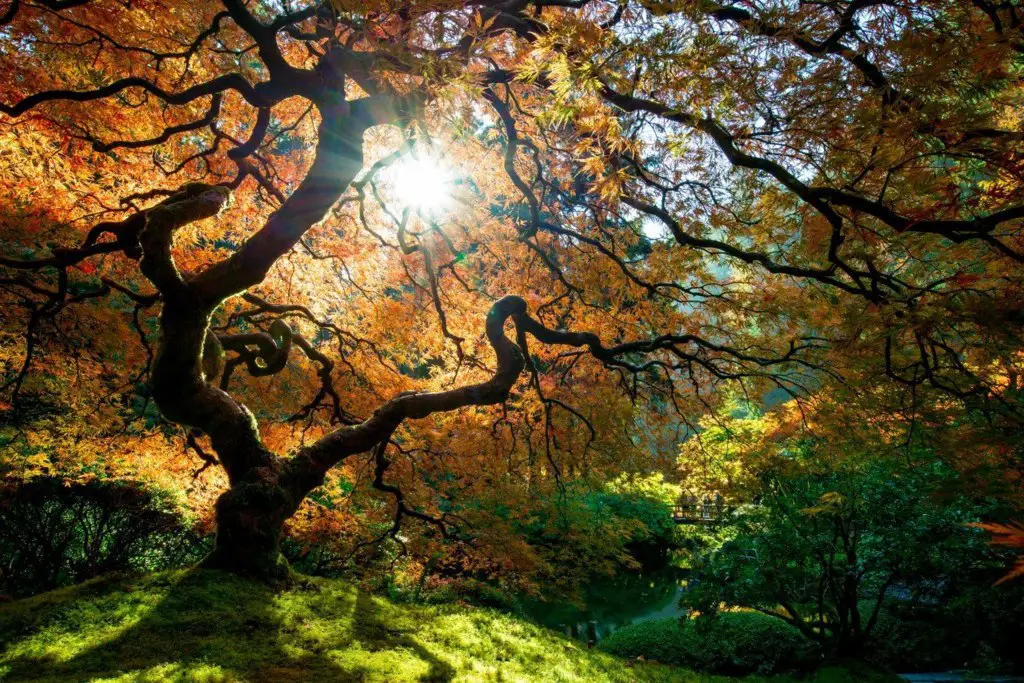 Portland Jupines Gardens, Oregon, USA