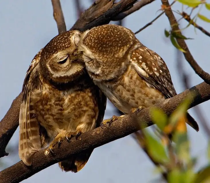 Owl Kisses