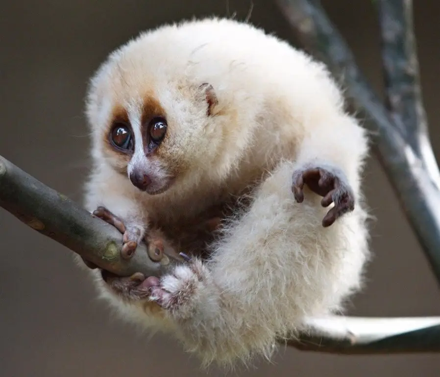 Little lemur