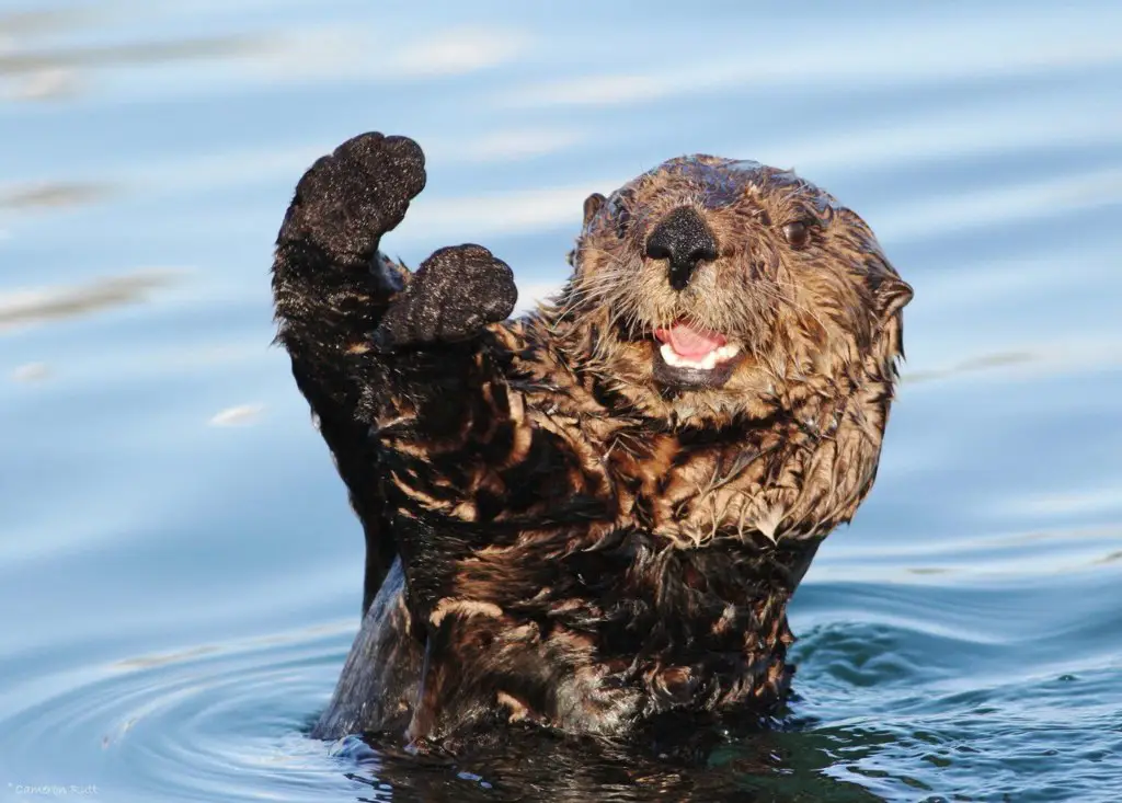 Incendiary dance of the sea otter