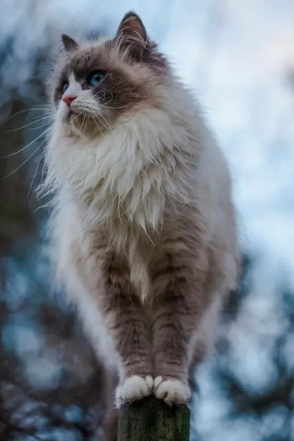 Serious cat